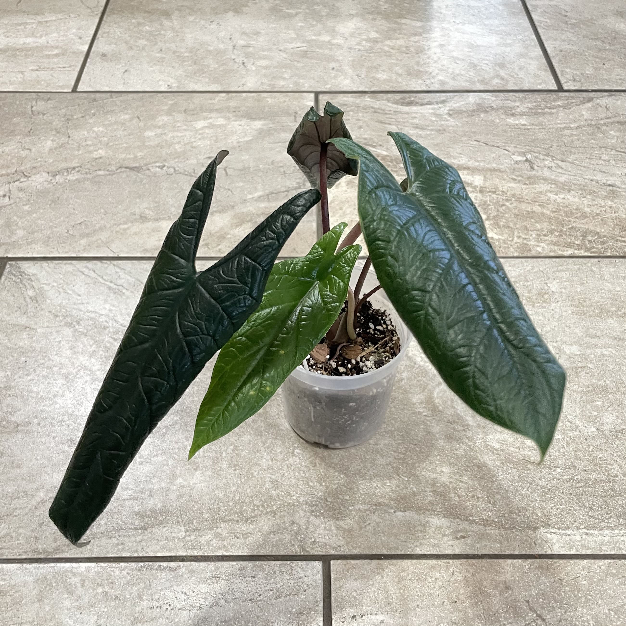 Photo of the plant species Alocasia Scalprum by @S.ham13 named Scalprum on Greg, the plant care app