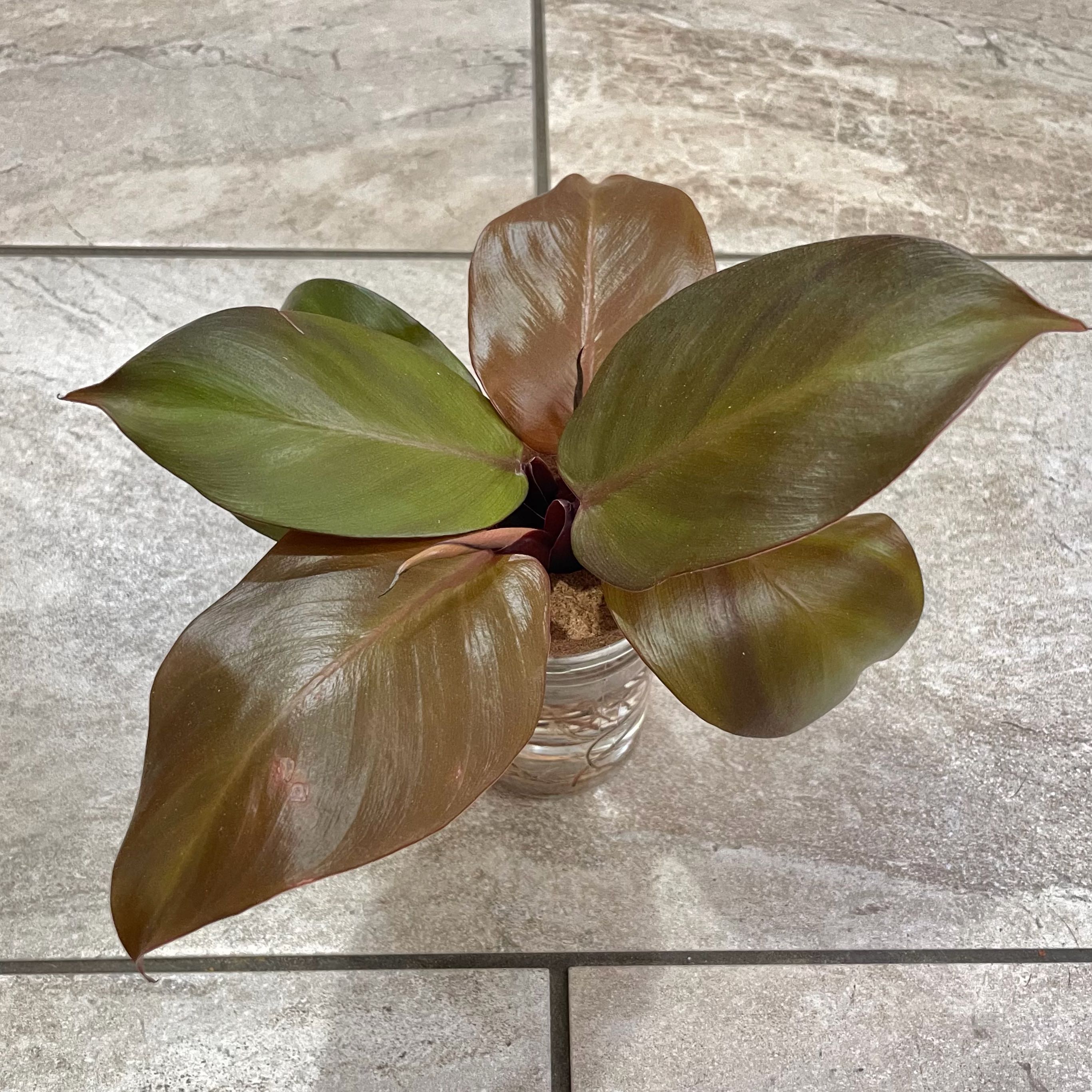 Photo of the plant species Philodendron Red Sun by @S.ham13 named Forrest on Greg, the plant care app