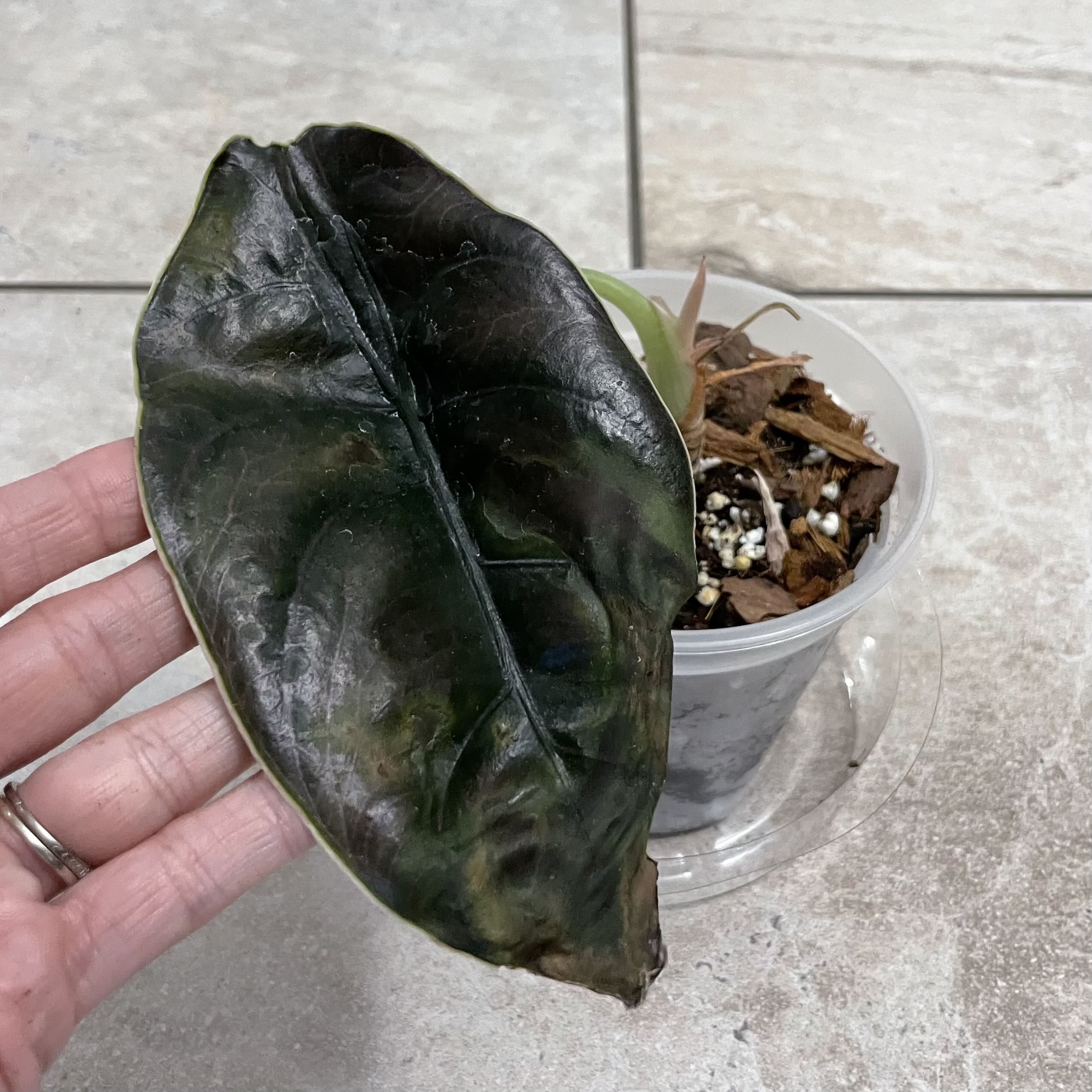 Photo of the plant species Red Secret by @S.ham13 named Nithin on Greg, the plant care app