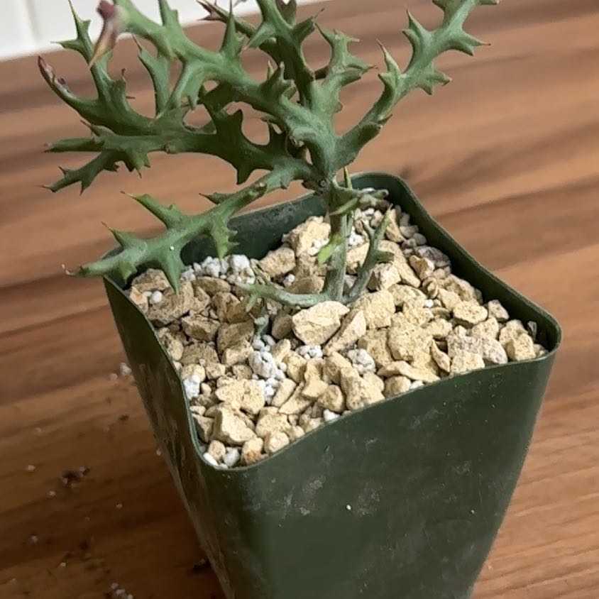 Photo of the plant species Euphorbia stenoclada by @TheWolfHalls named Morgan Treeman on Greg, the plant care app