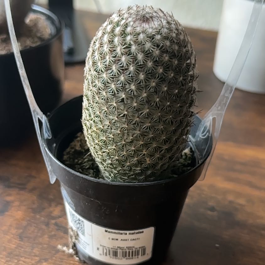 Thumb Cactus in a small black pot with visible soil, well-framed and in focus.