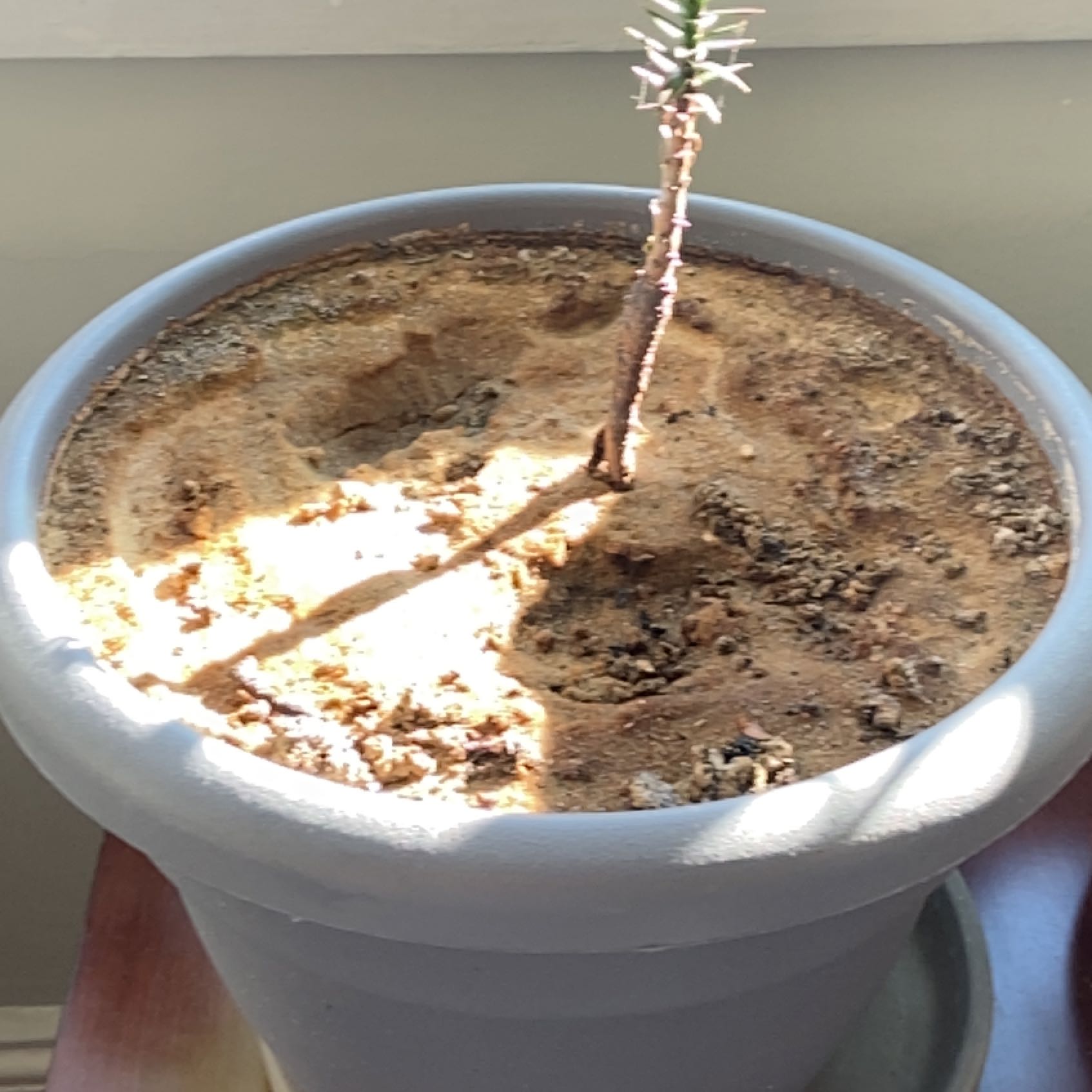 Monkey Puzzle Tree Plant Care: Water, Light, Nutrients | Greg App 🌱