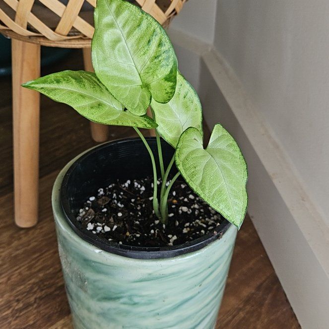 Arrowhead Plant uploaded to the Greg plant app by @OpenlyGreenice