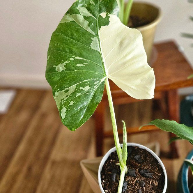 Photo of the plant species Alocasia odora 'Albo' by @OpenlyGreenice named Willow on Greg, the plant care app