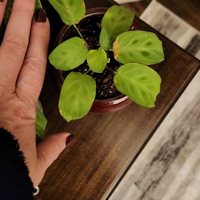 Photo of the plant species Prayer plant by @ZealBlueiris named Scarlett on Greg, the plant care app