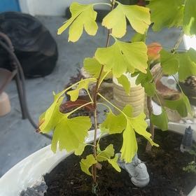 Photo of the plant species Ginkgo Tree by @LovablyTearose named Mochi on Greg, the plant care app