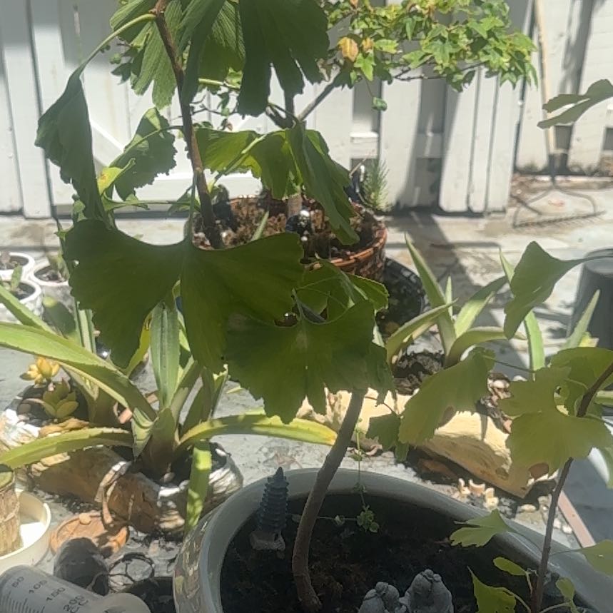 Photo of the plant species Ginkgo Tree by @LovablyTearose named Baesil on Greg, the plant care app