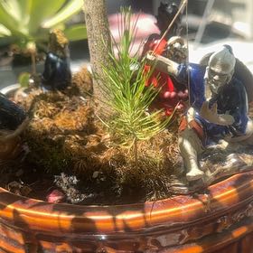 Photo of the plant species Eastern White Pine by @LovablyTearose named Diana on Greg, the plant care app