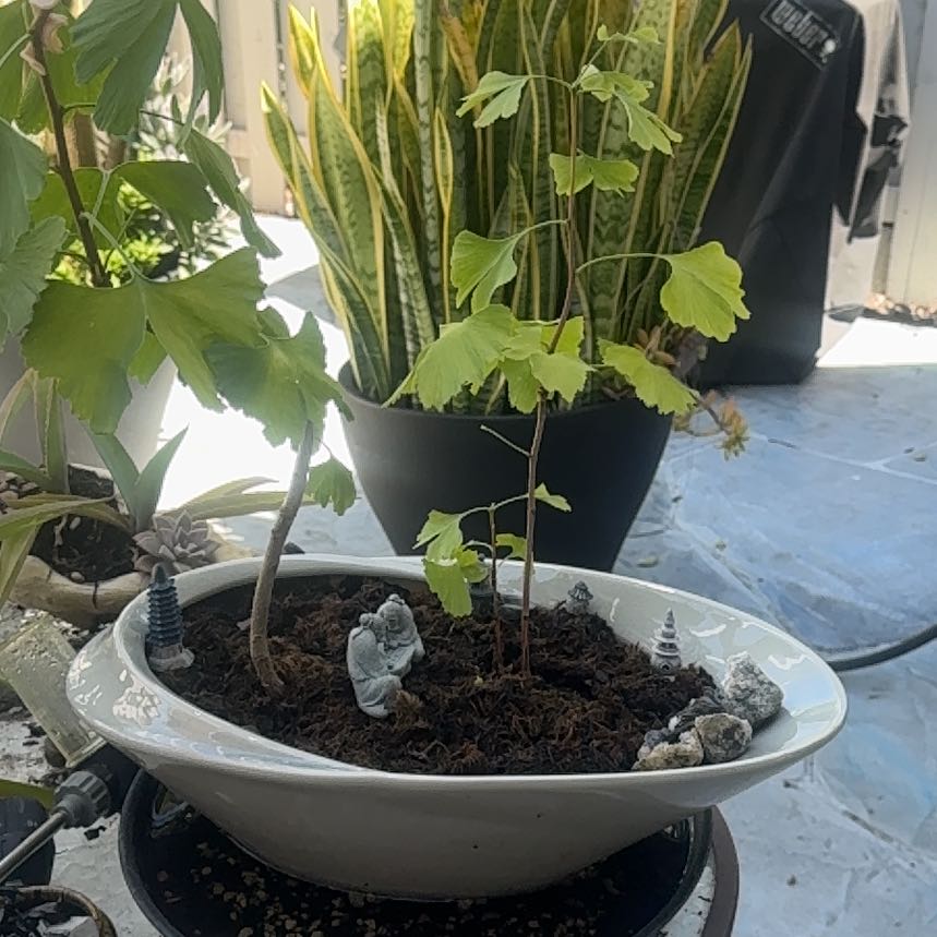 Photo of the plant species Ginkgo Tree by @LovablyTearose named Orwell on Greg, the plant care app