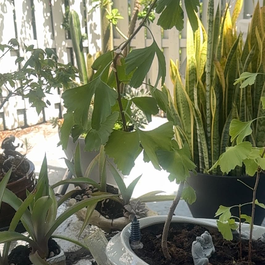 Photo of the plant species Ginkgo Tree by @LovablyTearose named Peter Parker on Greg, the plant care app