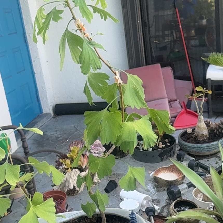Photo of the plant species Ginkgo Tree by @LovablyTearose named Fernie Saunders on Greg, the plant care app