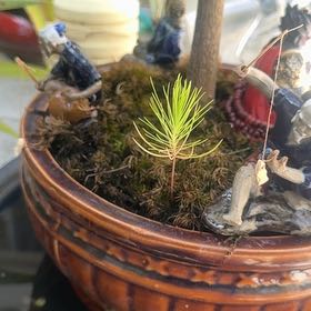 Photo of the plant species European Larch by @LovablyTearose named Curie on Greg, the plant care app