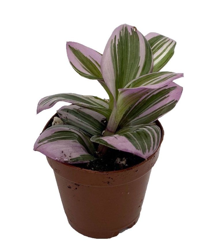 Potted Wandering Dude 'Burgundy' plant with variegated green and purple leaves.