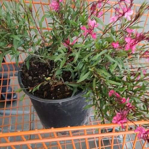 Photo of the plant species False Gaura by @LightOtanthus named Queen on Greg, the plant care app