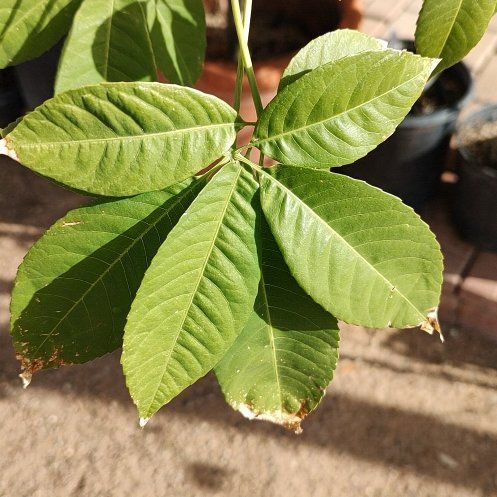 Photo of the plant species Bottlebrush Buckeye by @LightOtanthus named Sigmund on Greg, the plant care app