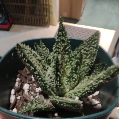 Photo of the plant species Aloe 'Tarantula' by @Harlequn named Darwin on Greg, the plant care app