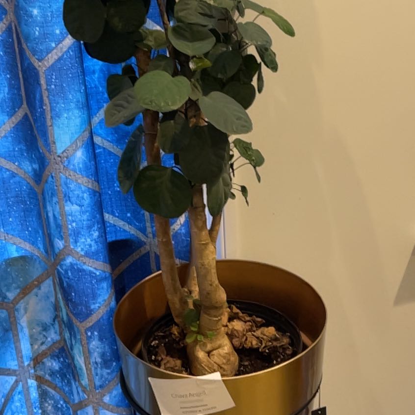 Photo of the plant species Polyscias Guilfoylei by @SociableOrchid named Leaf Erickson on Greg, the plant care app