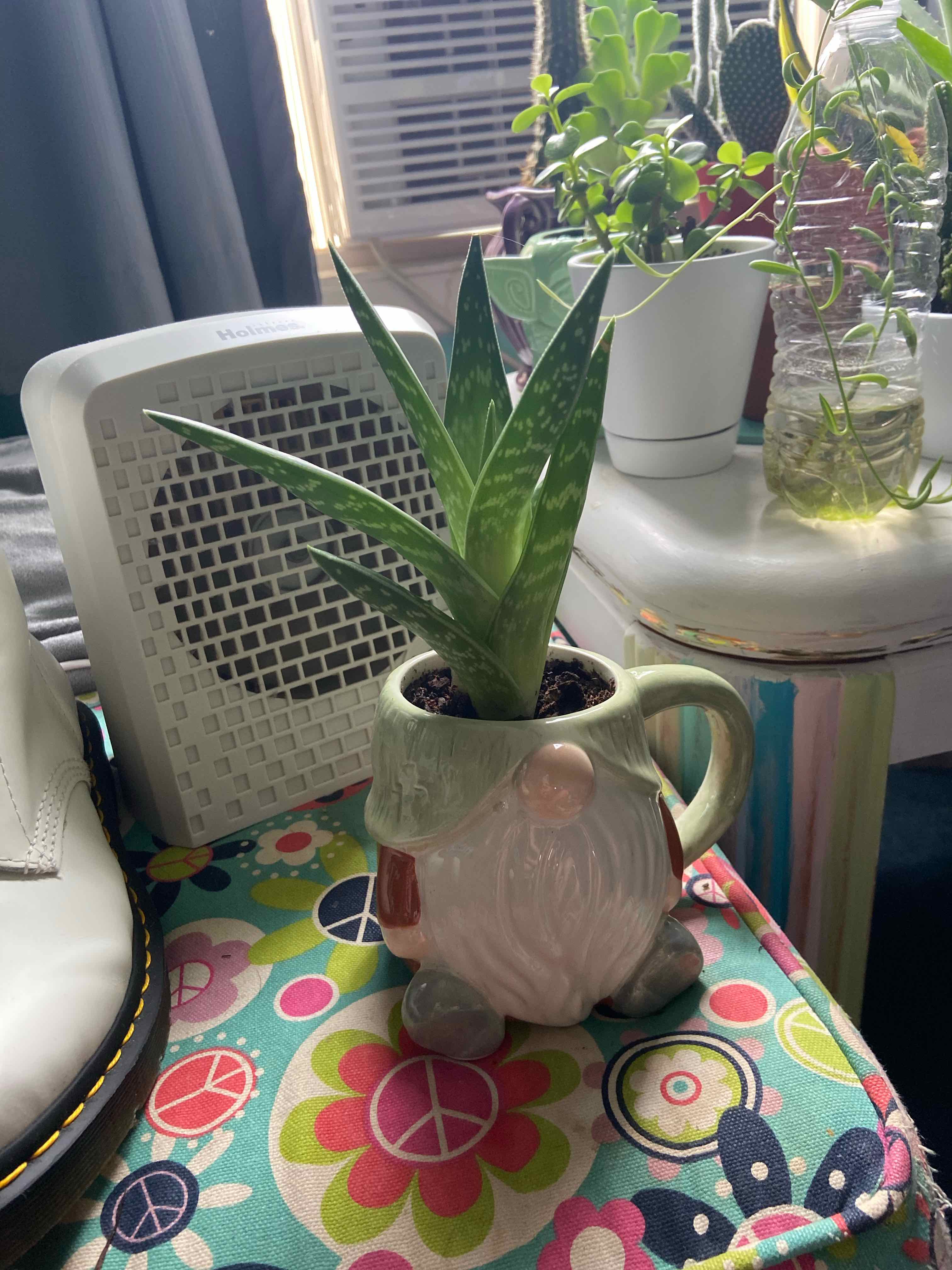Tiger Aloe plant in a gnome-shaped pot, surrounded by other plants and household items.