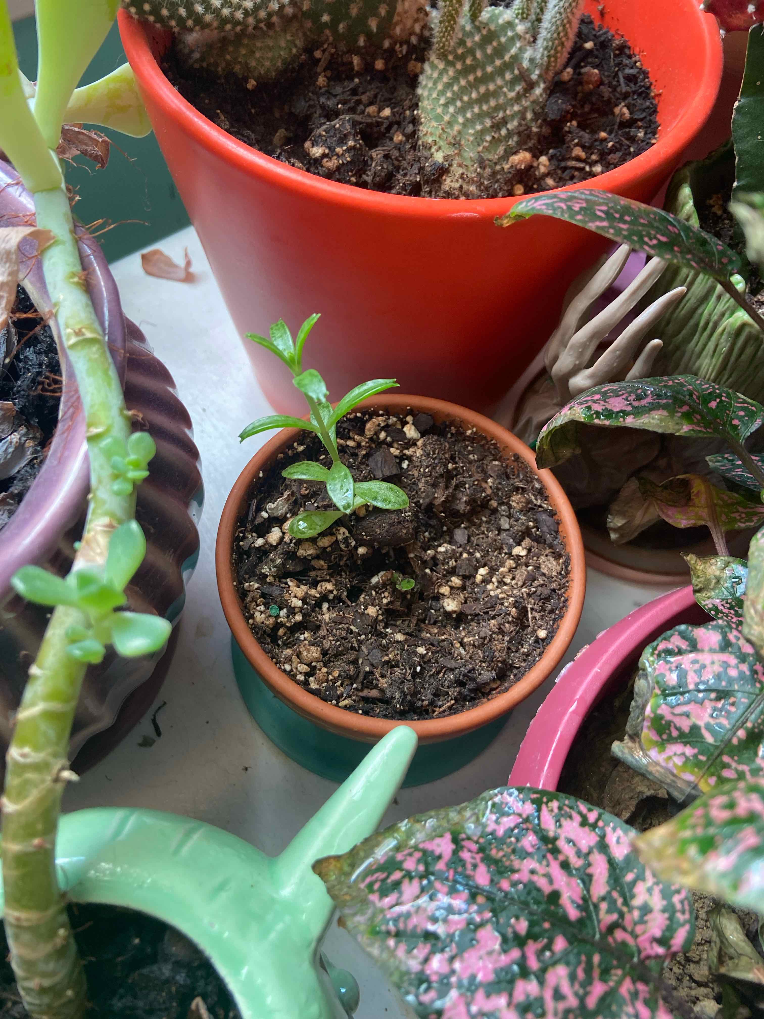 Healthy Mother of Millions plant in red pot with numerous green leaves and plantlets growing along leaf margins. Hand pointing to prolific growth.
