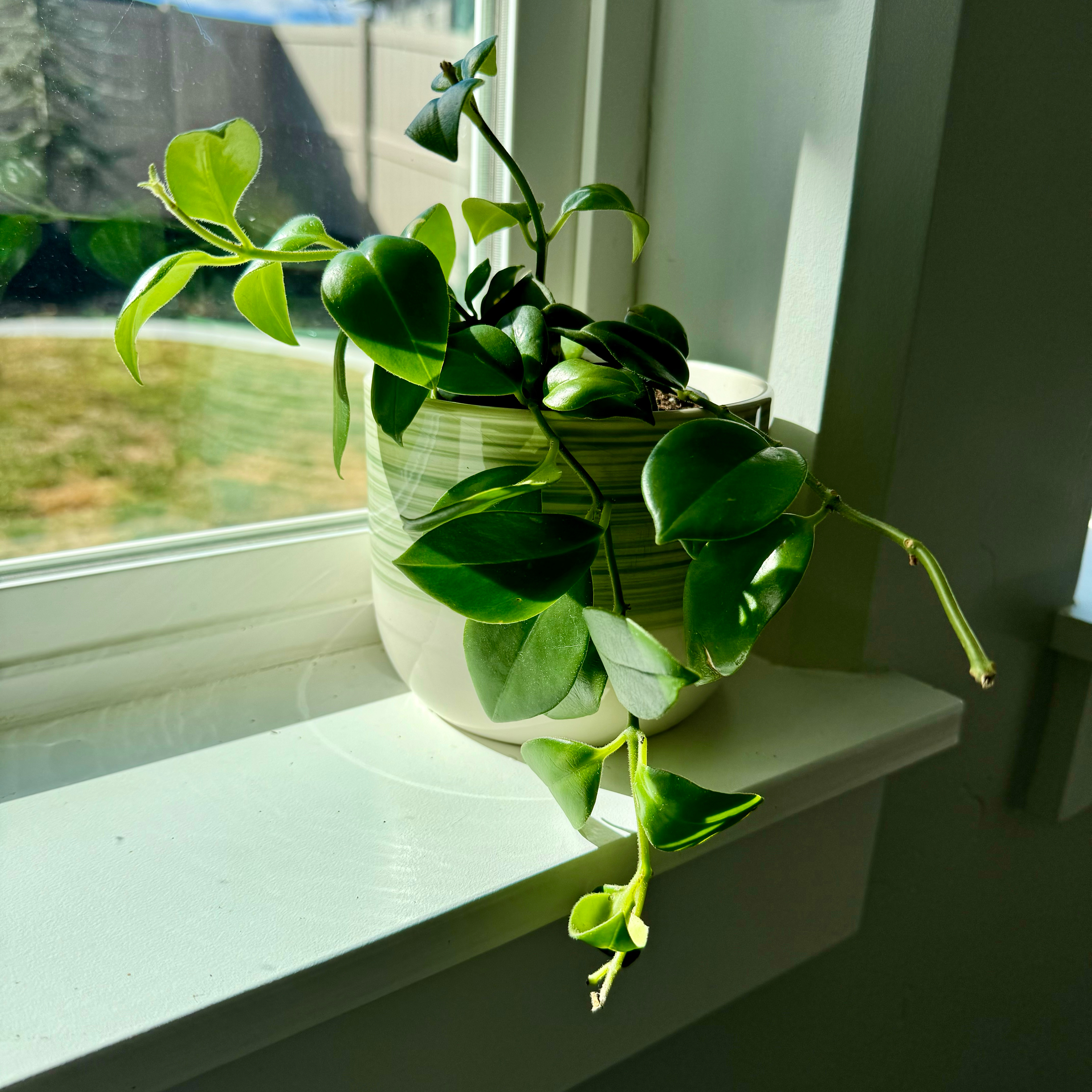 Lipstick Plant on a windowsill with healthy green leaves.