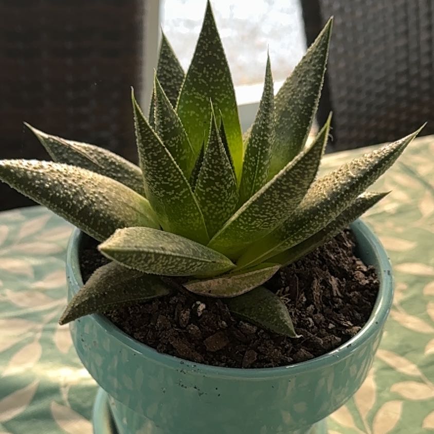 Photo of the plant species Gasteraloe 'Apollo' by @TrustyAraceae named Spike Leaves on Greg, the plant care app