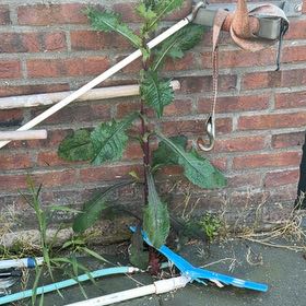 Photo of the plant species Spiny Sowthistle by @PurelyAraceae named Beckham on Greg, the plant care app