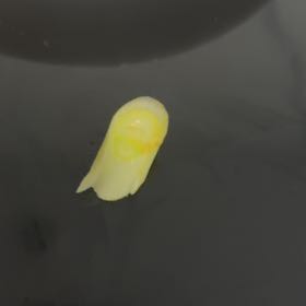 Photo of the plant species Yellow Pond-Lily by @PurelyAraceae named Mando on Greg, the plant care app