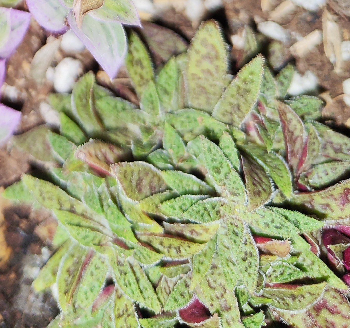 Photo of the plant species Crassula picturata by @UniversalChisme named Shakira on Greg, the plant care app