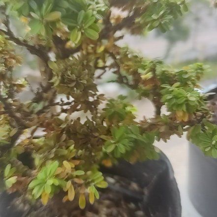 Photo of the plant species Vietnamese Bluebell Tree by @UniversalChisme named Linh sam on Greg, the plant care app