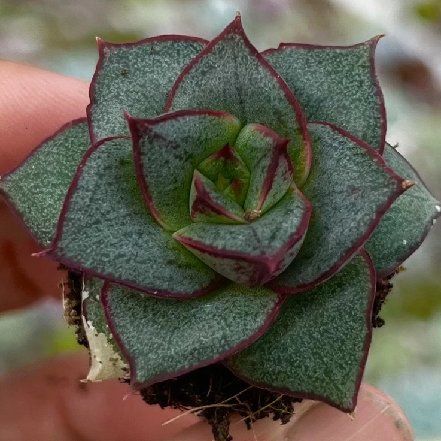 Photo of the plant species Echeveria purpusorum 'Green Gilva' by @UniversalChisme named Peter Parker on Greg, the plant care app