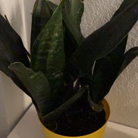 Photo of the plant species Black Jade Snake plant by @FreeHaworthia named Black Jade Sanseveria on Greg, the plant care app