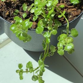 Photo of the plant species Succulent Swedish Ivy by @RulerSugarsumac named Gobi on Greg, the plant care app
