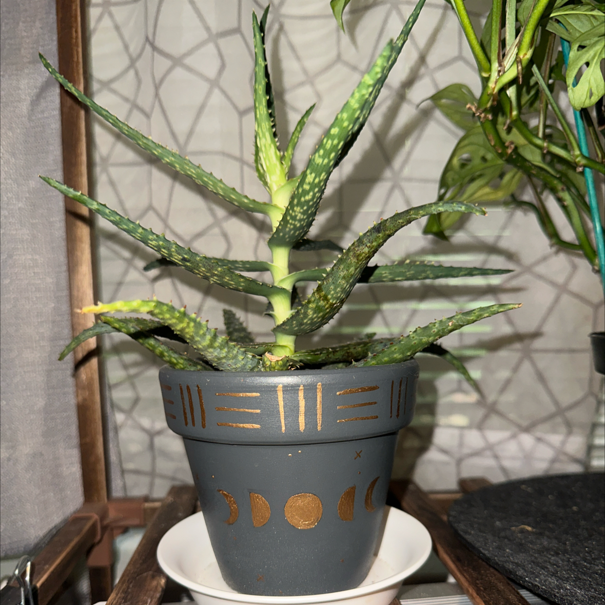Photo of the plant species Aloe Strawberry Jam by @HanSolo87 named Harper on Greg, the plant care app