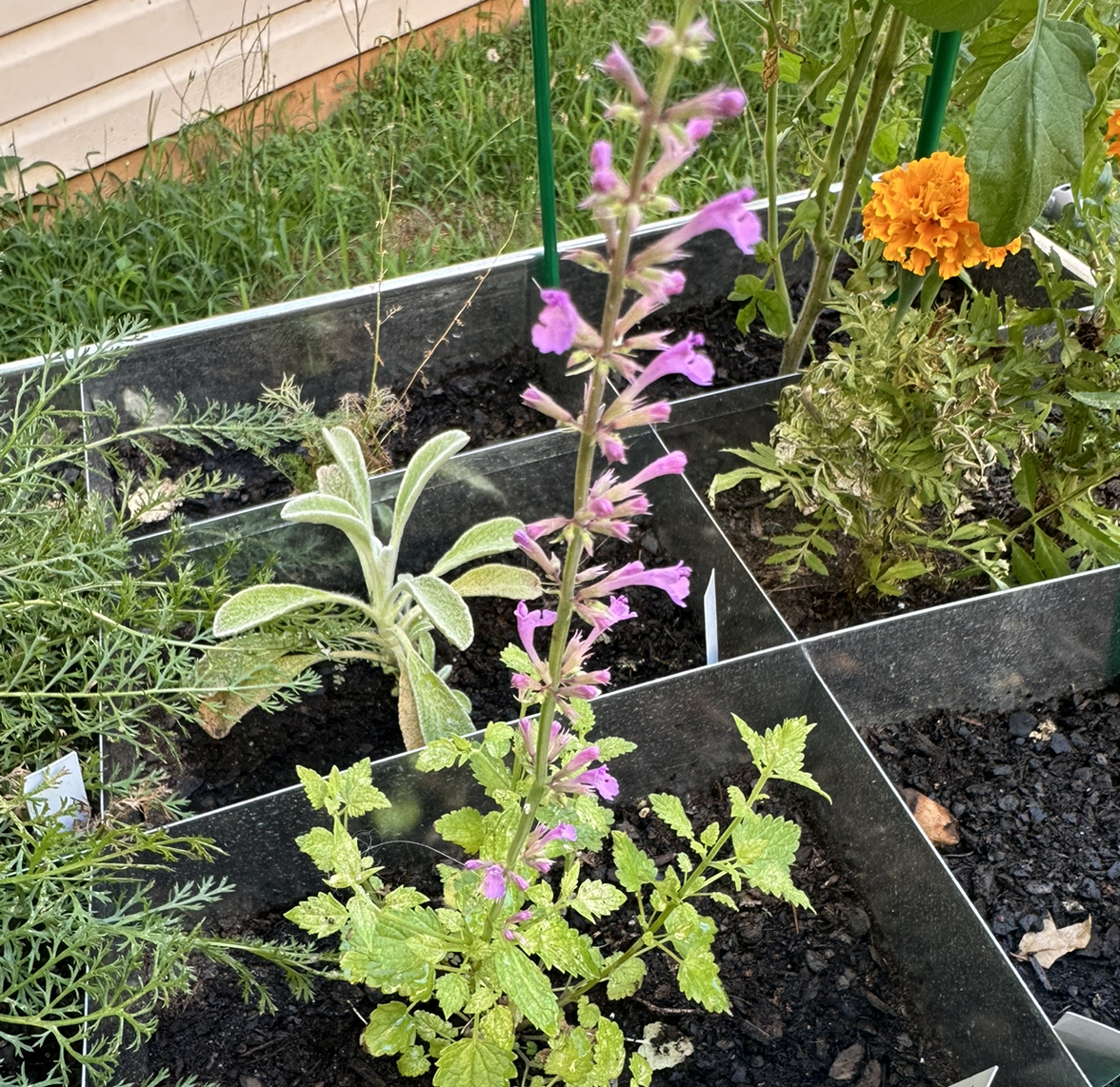 Photo of the plant species Hummingbird Mint by @HanSolo87 named Flit on Greg, the plant care app