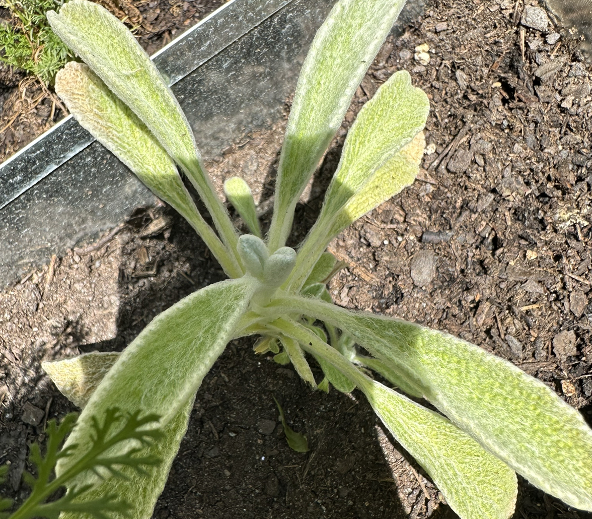 Photo of the plant species Mountain Ironwort by @HanSolo87 named John Stamos on Greg, the plant care app