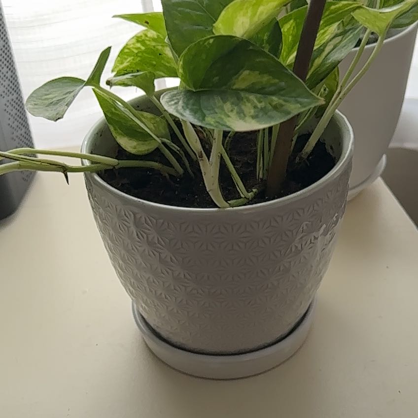 Edgar Allan Pothos