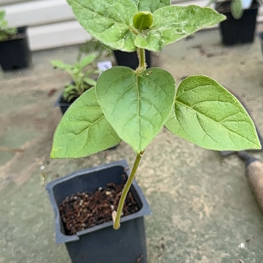 Photo of the plant species Sweet Four O'Clock by @HanSolo87 named Stella on Greg, the plant care app