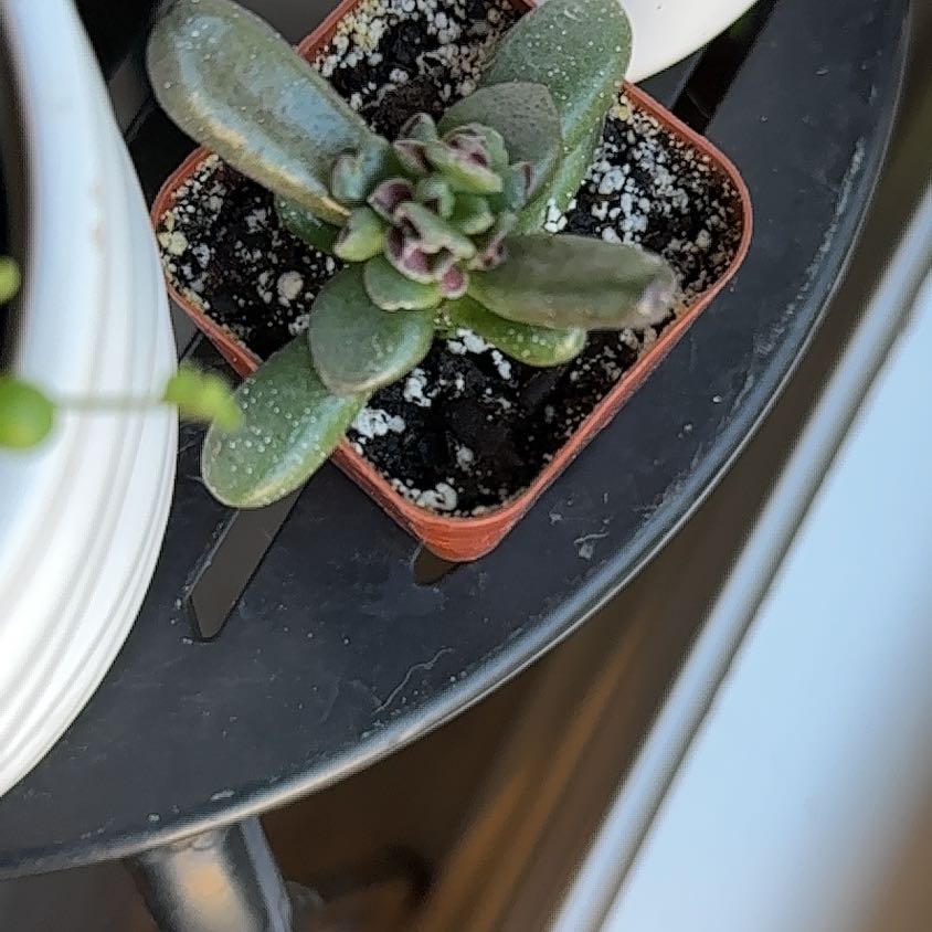 Photo of the plant species Gandalf Jade by @ModestFlaxsilk named McKinley on Greg, the plant care app