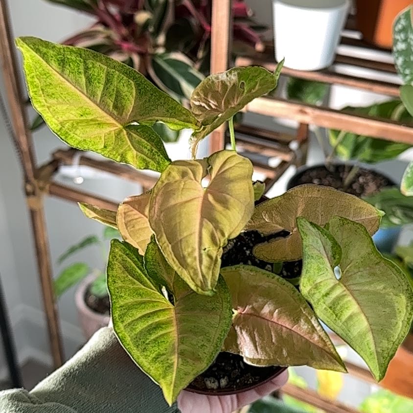 Photo of the plant species Pink Flecked Syngonium by @ModestFlaxsilk named Orwell on Greg, the plant care app