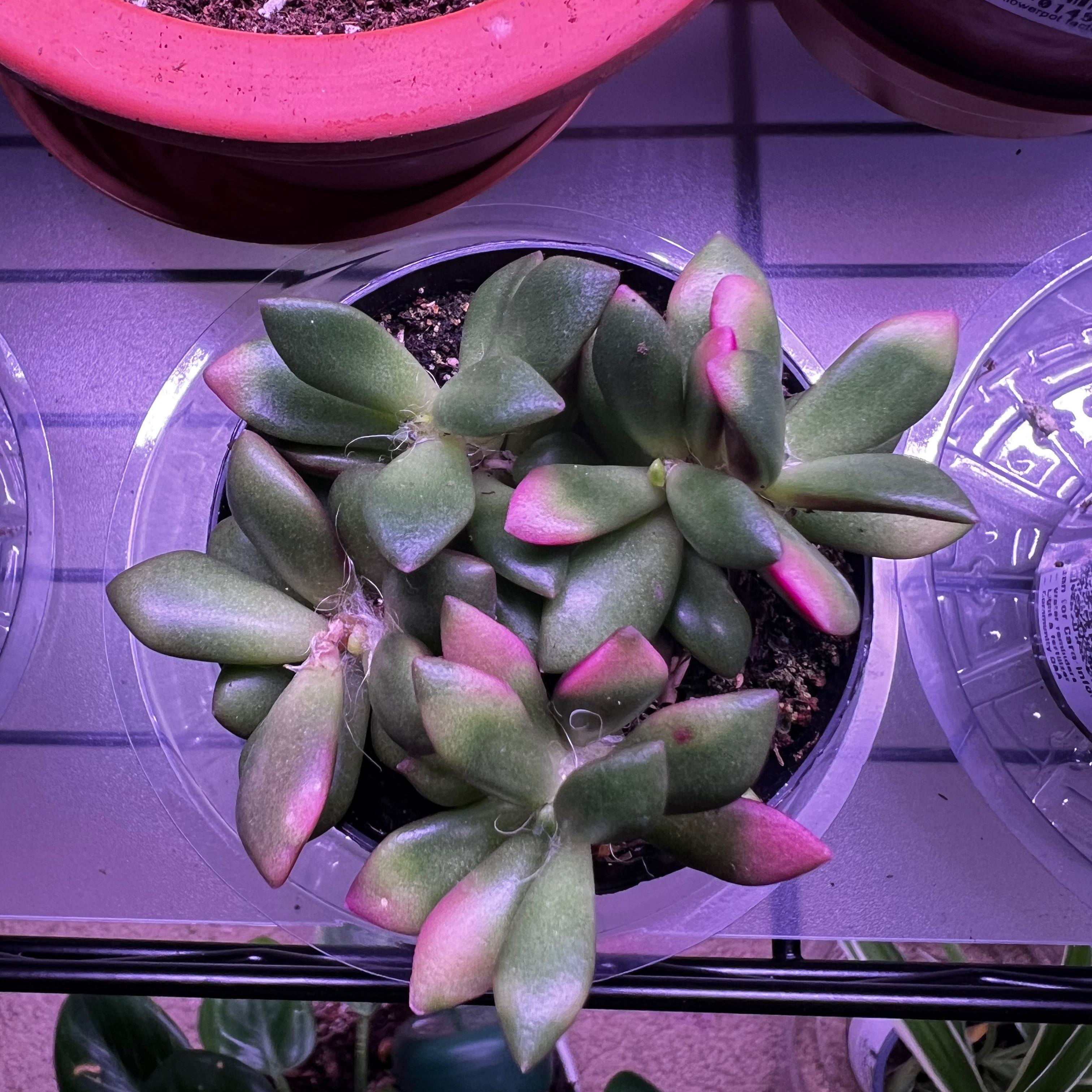 Anacampseros telephiastrum 'Variegata' succulent with green and pink leaves in a pot.