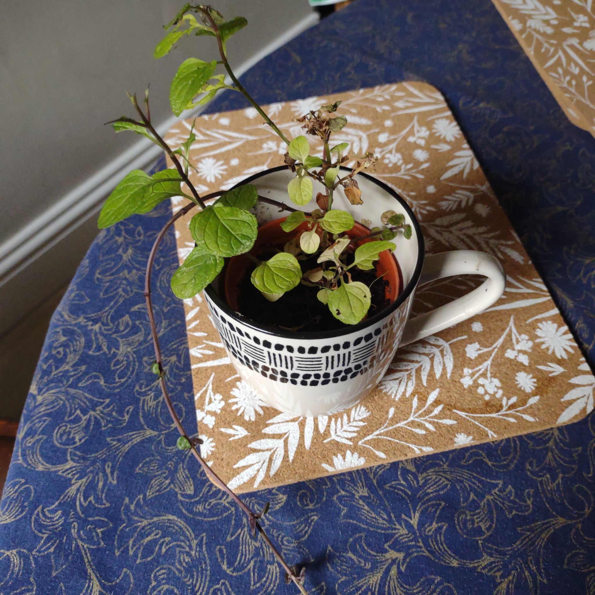 Photo of the plant species Mint 'Eau De Cologne' by @CalmColocynth named Irda Bildefoot (Ammel) on Greg, the plant care app