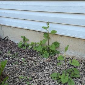 Photo of the plant species Black Nightshade by @LucentRedlog named Prince on Greg, the plant care app