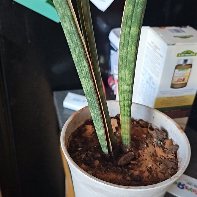 Photo of the plant species Baseball Bat by @LucidLavaranos named Sage on Greg, the plant care app