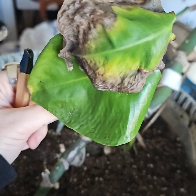 Hemingway A plant by LucidLavaranos on Greg