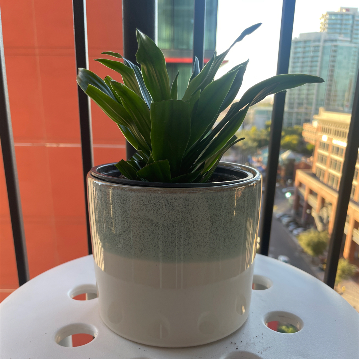 Dracaena Limelight plant in a white pot on a balcony with cityscape background.