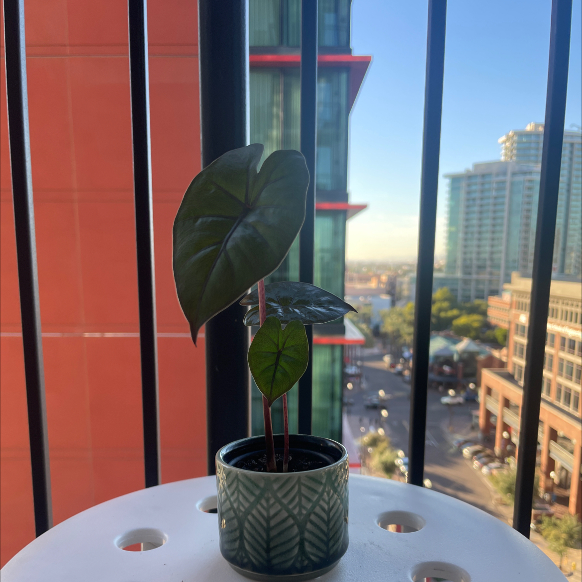 Potted Alocasia 'Imperial Red' plant on a white table with a cityscape background.