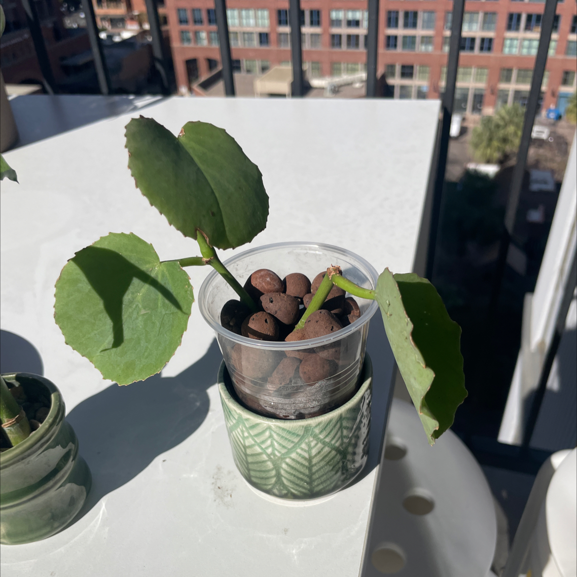 Peruvian Grape Ivy plant in a transparent container with clay pebbles, placed inside a decorative pot.