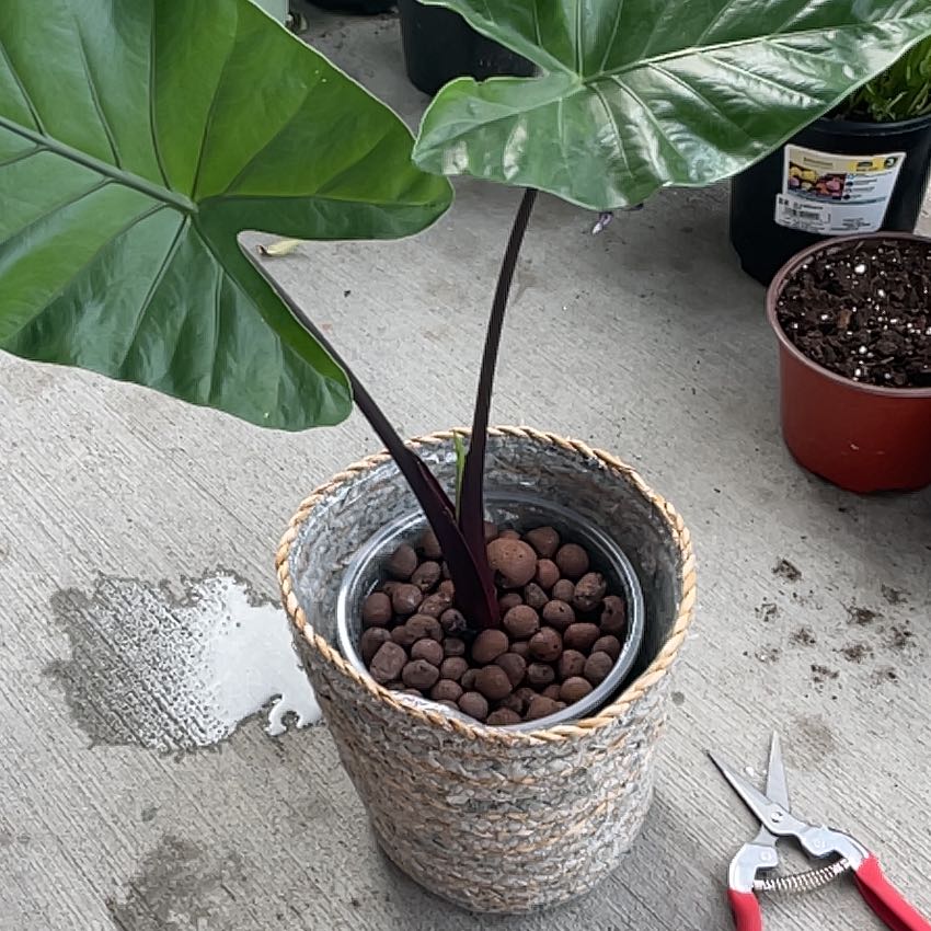 Alocasia 'Imperial Red' plant in a woven pot with LECA growing medium, healthy green leaves.