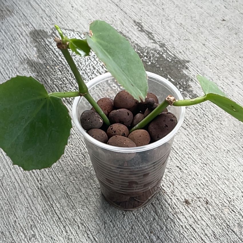 Peruvian Grape Ivy in a plastic cup with clay pebbles, slight browning on one leaf.