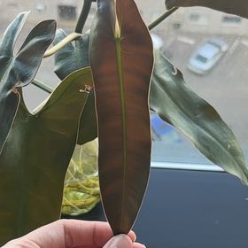 Photo of the plant species Philodendron atabapoense by @emmalouholt named Harry on Greg, the plant care app